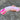 "Furry" Silikon XXL Dildo pink "Furry" Silikon XXL Dildo pink - 🅛🅞🅛🅛🅨🅟🅞🅟🅟🅨
